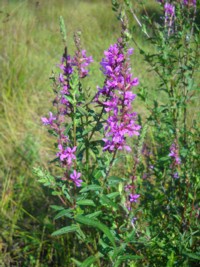 Lythrum salicaria